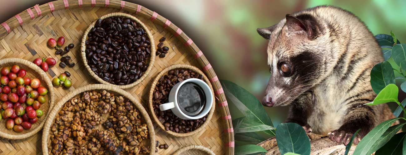 Kopi Luwak Kaffee wird aus der von einem Fleckenmusang verdauten Kaffeekirsche gewonnen